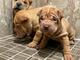 Cachorros shar-pei chinos a la venta