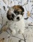 Cachorros shih tzu - Foto 1