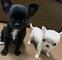 Dos cachorros chihuahua disponibles - Foto 1