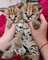 Entrenar a mano gatito serval africano para adopción - Foto 1