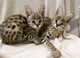 Gatitos serval de calidad a la venta y gatito savannah en adopció