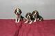 Iiadoption cachorros beagle, macho y hembra
