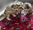 Kadoption cachorros alaska malamut, macho y hembra