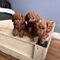 Lindos cachorros cockapoo saludables a la venta