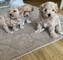 Lindos y tiernos cachorros maltipoo a la venta
