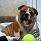Los mejores cachorros de Bulldog Inglés - Foto 1