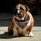 Los mejores cachorros de Bulldog Inglés - Foto 2