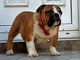Los mejores cachorros de Bulldog Inglés - Foto 3