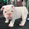 Preciosos cachorros de bulldog inglés