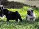 Reegalo cachorros carlino pug,