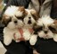 Regallo cachorros de shih tzu,