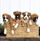 Regalo adorrable cachorros boxer,