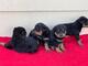 Regalo Cachorros Rottweilers whAtsapp ( +34 631 52 96 89 ) - Foto 1