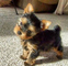 Regalo cachorros yorkie terrier para adopcion libre