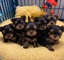 Regalo cachorros yorkshire teerrier mini toy,