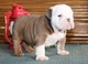 Regalo impresionate cachorros bulldog iingles