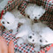 Regalo mini toy cachorros bichonn maltes,