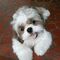 Regalo preciosos cachorros de shih tzu(+34610139634)azz