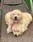 Rradopcion cachorros golden retrieve macho y hembra