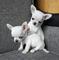 Rregalo cachorros chihuahua miniaratura