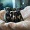 Se venden hermosos cachorros whippet