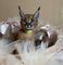 Se Venta Gatitos Caracal Sanos - Foto 1