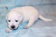 Vadoption cachorros labrador retriever, macho y hembra