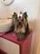 Yorkshire terrier miniaturas - Foto 1