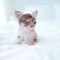 #10cachorros chihuahua machos y hembras