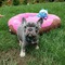 #13cachorros bulldog frances
