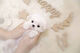 #14cachorros maltese toy