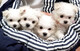 15 bichón maltés cachorros disponible