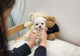 1#np regalo cachorros bichon maltes