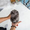 /2cachorros pomeranian toy