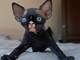 2preciosos sphynx disponibles