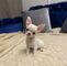 3 cachorros chihuahua toy