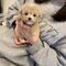 *3cachorros maltipoo toy