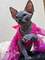 3preciosos sphynx disponibles