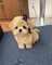 #4cachorros bichon maltes