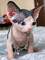 5preciosos sphynx disponibles