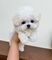 #6cachorros maltipoo