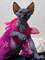 7preciosos sphynx disponibles