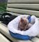 #9cachorros chihuahua toy