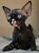 9preciosos sphynx disponibles
