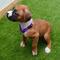 Adorables cachorros de boxer a la venta a precios asequibles