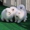 Adorables cachorros de pomerania con pedigrí