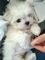 Bichón maltés cachorros disponibles cx