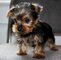 Buenos cachorros de yorkshire terrier
