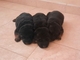 Cachorritos pastor alemán
