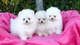 .... cachorritos pomeranian